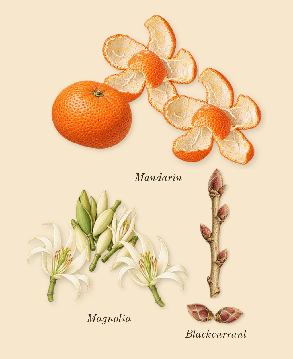 Aire Sutileza, top notes: Mandarin, Blackcurrant, Magnolia