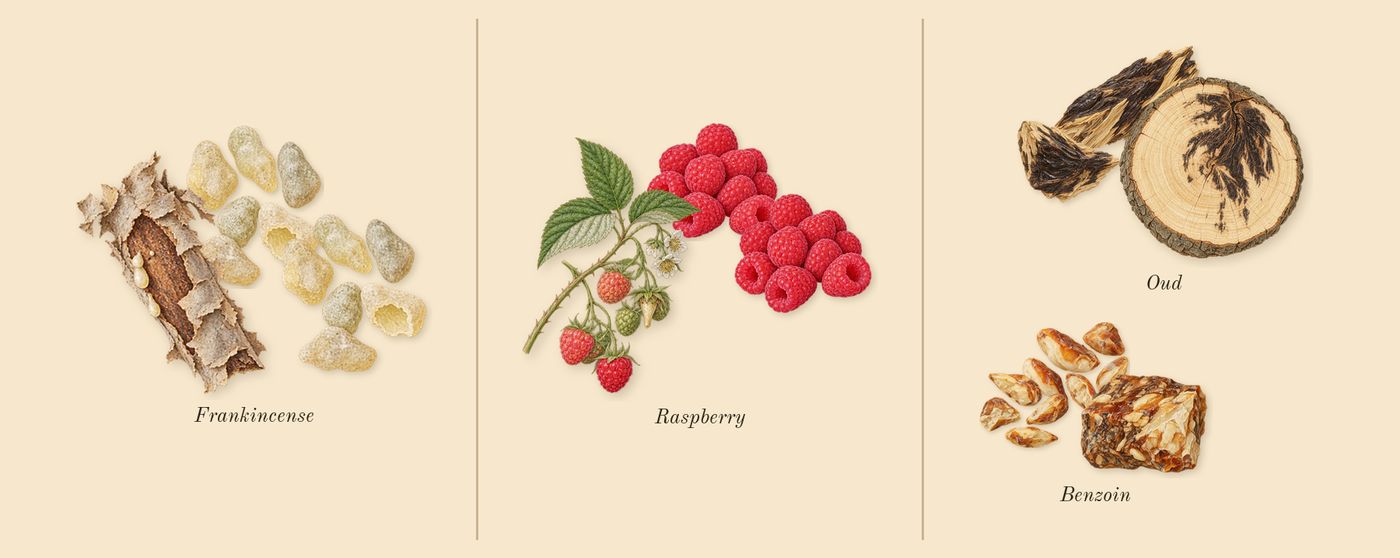 Ombre Nomade’s scent picture, a draft: oud, benzoin, frankincense, raspberry drawn so far; dashed outlines where nothing is drawn yet