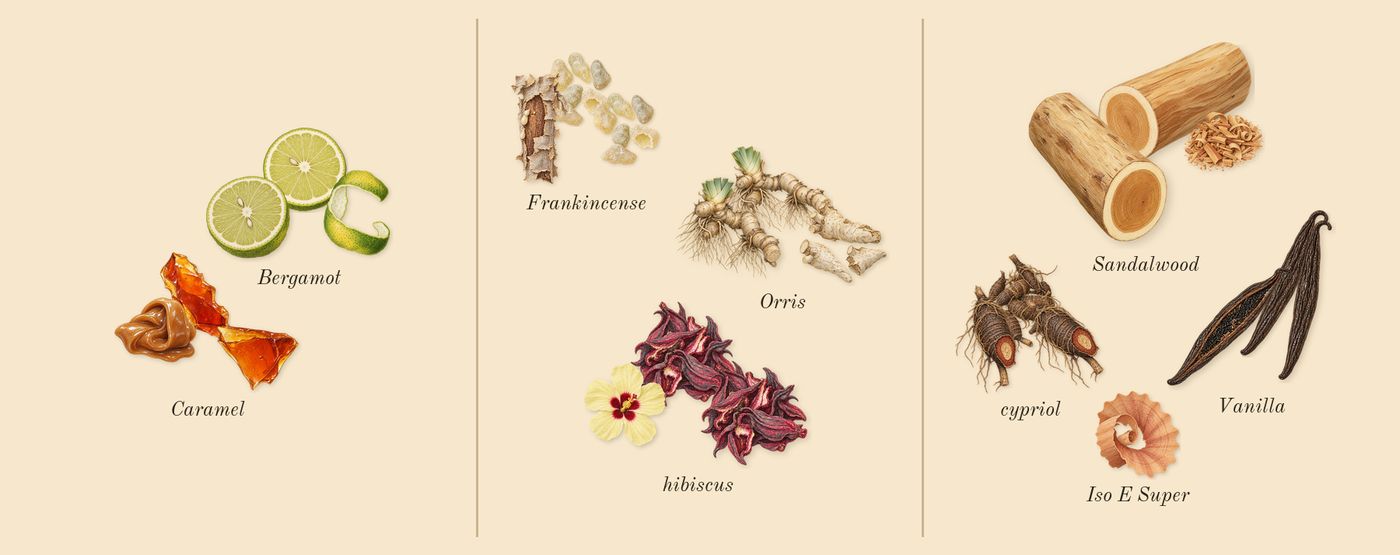 Love Hibiscus’s scent picture, a draft: caramel, bergamot, hibiscus, orris, frankincense, sandalwood drawn so far; dashed outlines where nothing is drawn yet