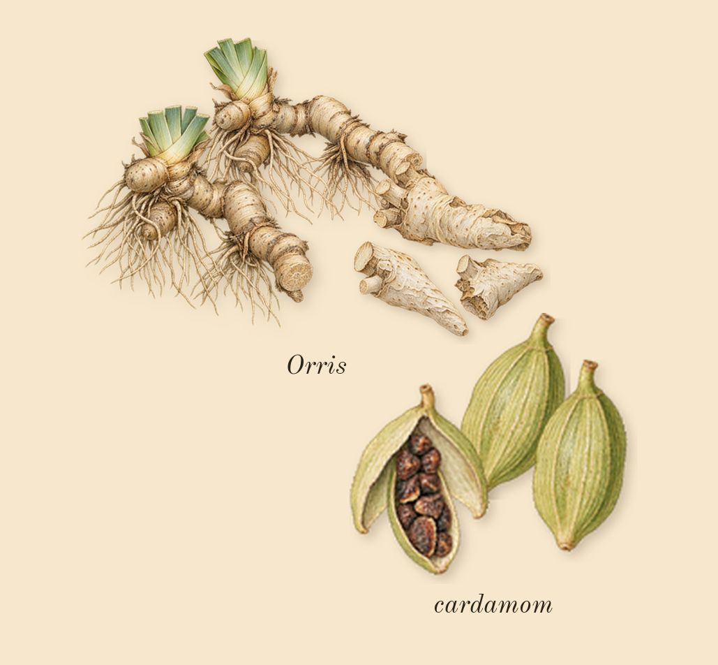 Lustre, top notes: cardamom, Orris