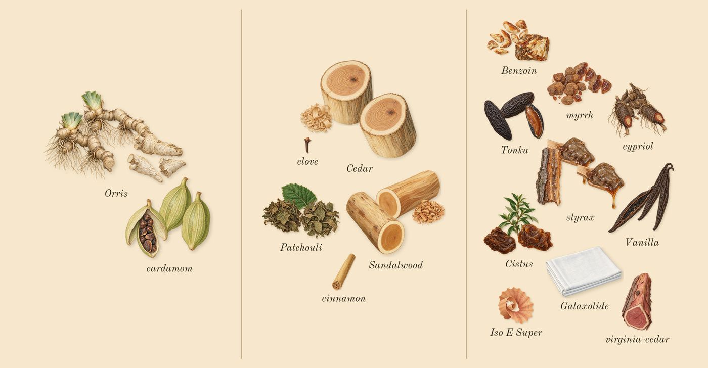 Lustre’s scent picture, a draft: cardamom, orris, patchouli, sandalwood, cedar, benzoin drawn so far; dashed outlines where nothing is drawn yet