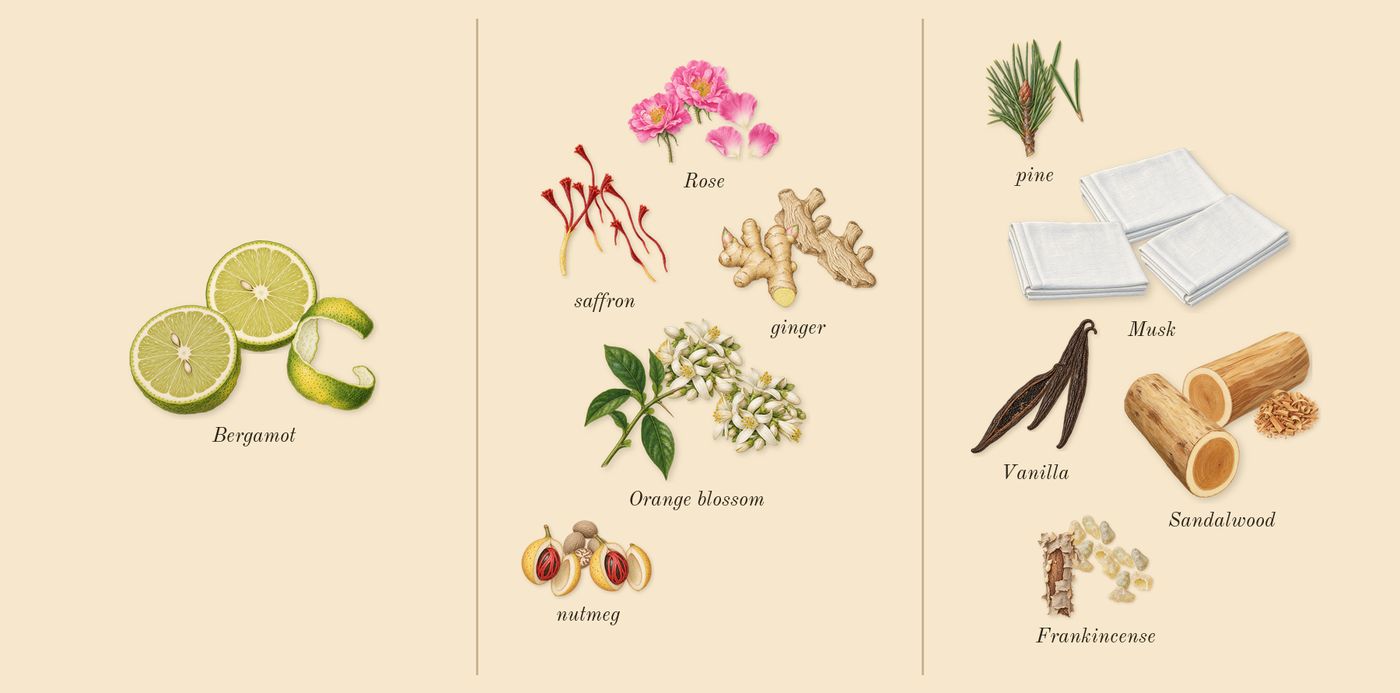 Lyric Man’s scent picture, a draft: bergamot, rose, orange blossom, ginger, nutmeg, saffron drawn so far; dashed outlines where nothing is drawn yet