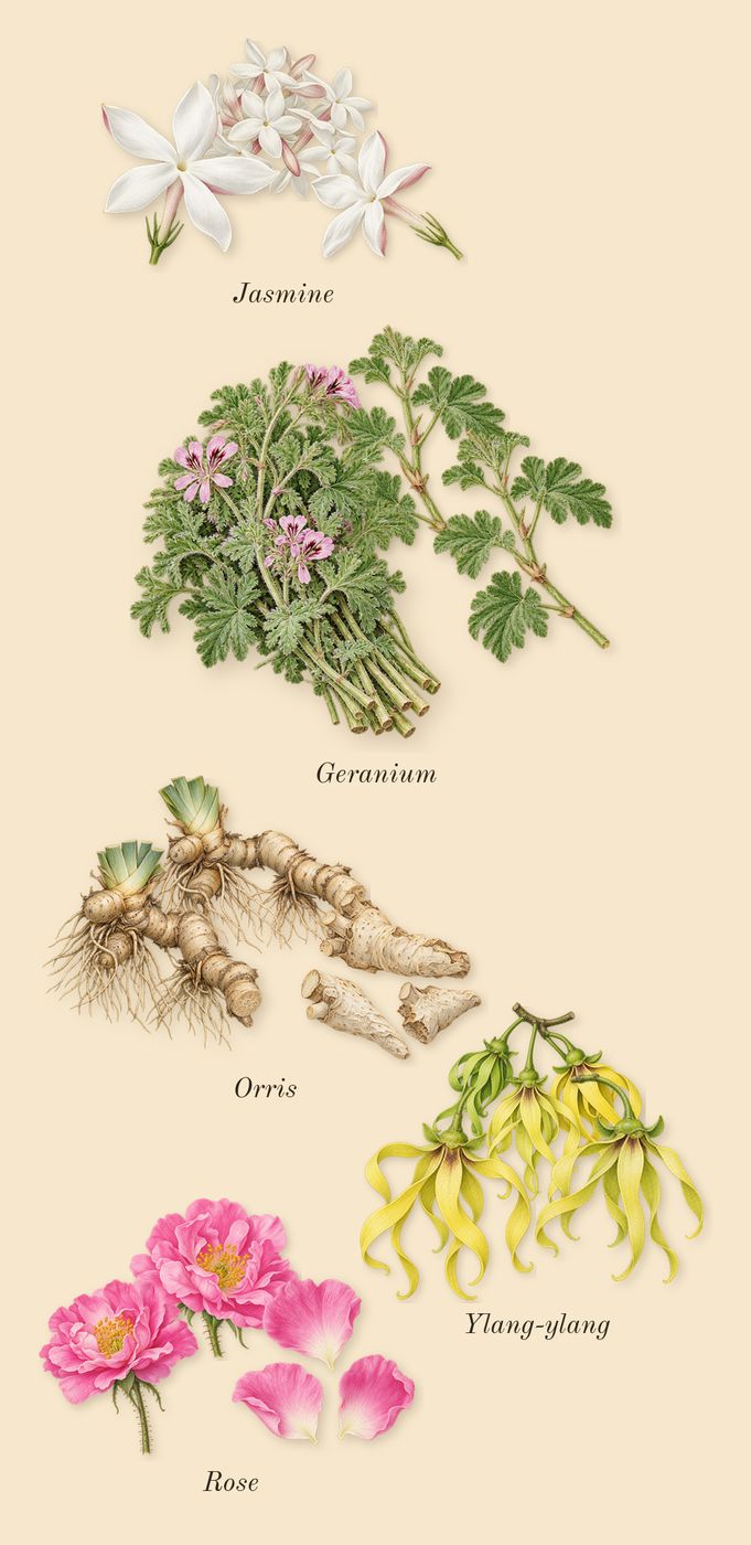 Lyric Woman, heart: Rose, Jasmine, Ylang-ylang, Geranium, Orris