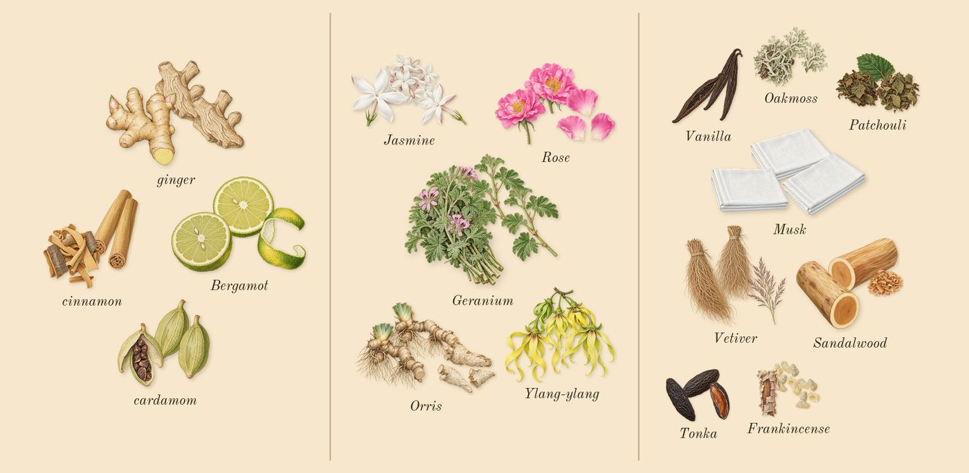 Lyric Woman’s scent picture, a draft: bergamot, cardamom, cinnamon, ginger, rose, jasmine drawn so far; dashed outlines where nothing is drawn yet