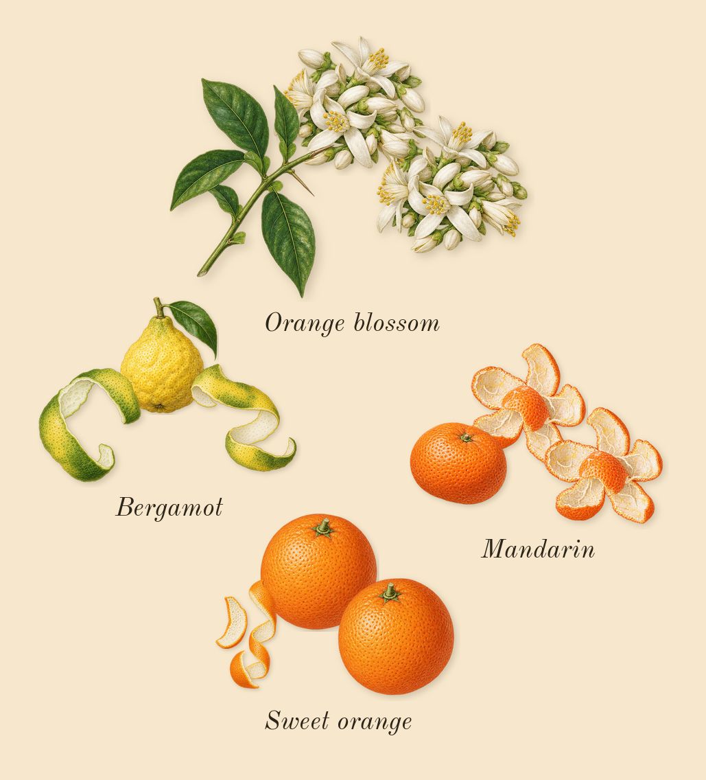 Como Moiselle, top notes: Sweet orange, Mandarin, Bergamot, Orange blossom