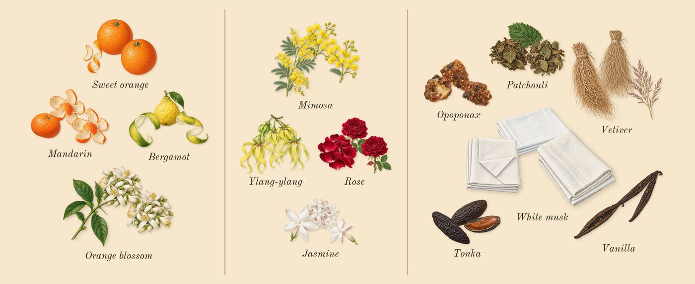 Como Moiselle’s scent picture, a draft: sweet orange, mandarin, bergamot, orange blossom, rose, jasmine drawn so far; dashed outlines where nothing is drawn yet