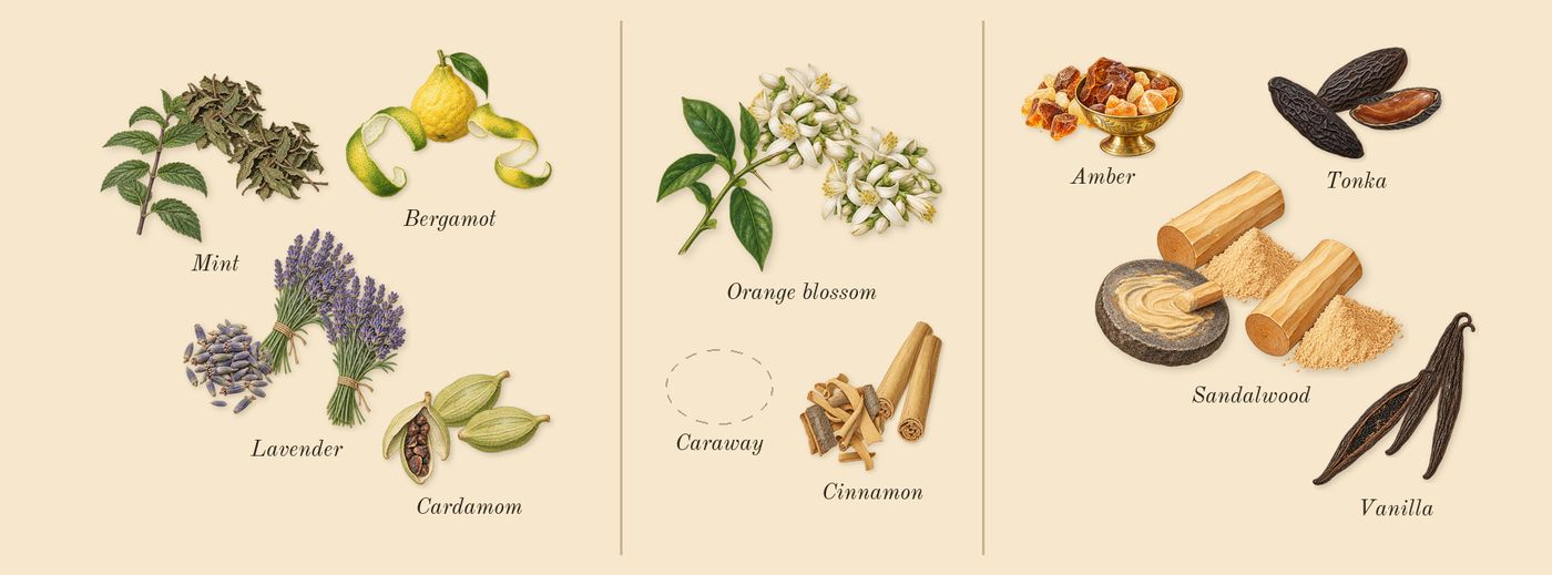 Glacier Pour Homme’s scent picture, a draft: lavender, mint, cardamom, bergamot, cinnamon, orange blossom drawn so far; dashed outlines where nothing is drawn yet