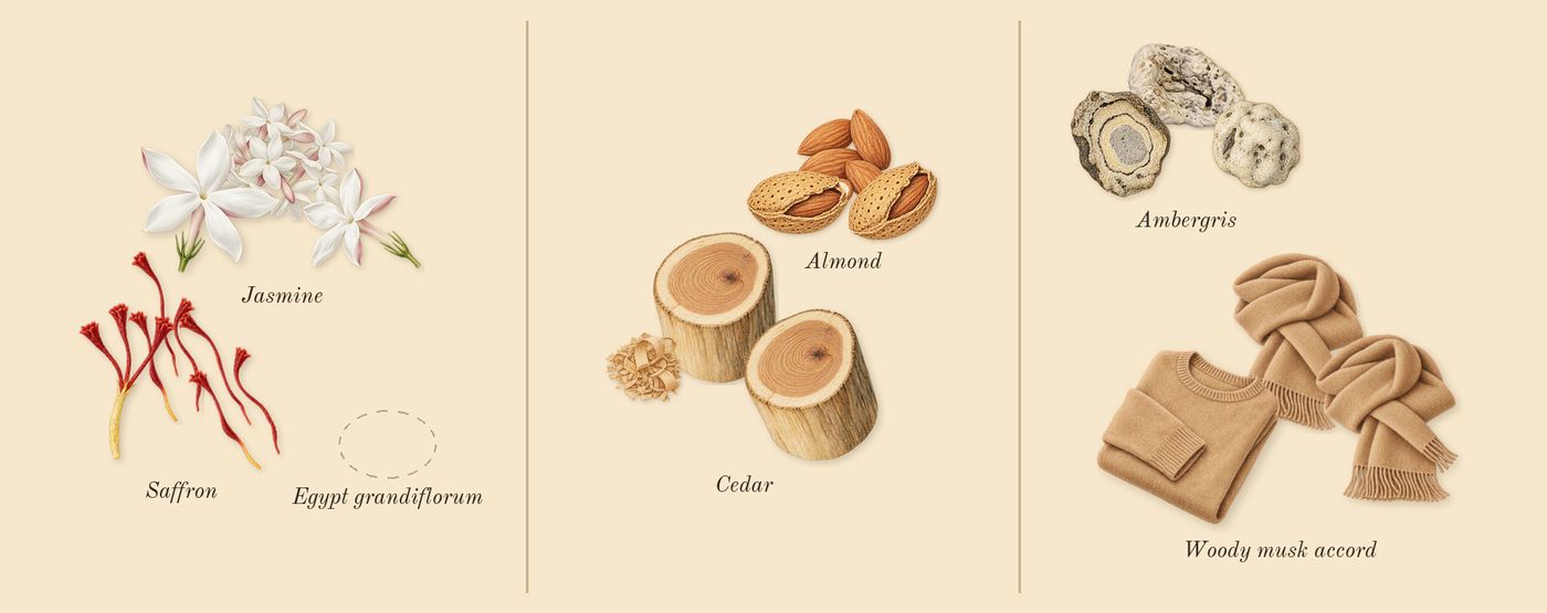La Rouge Baroque’s scent picture, a draft: jasmine, saffron, almond, cedar, woody musk accord, ambergris drawn so far; dashed outlines where nothing is drawn yet