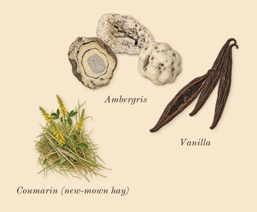 Leonie, dry-down: Ambergris, Vanilla, Coumarin (new-mown hay)