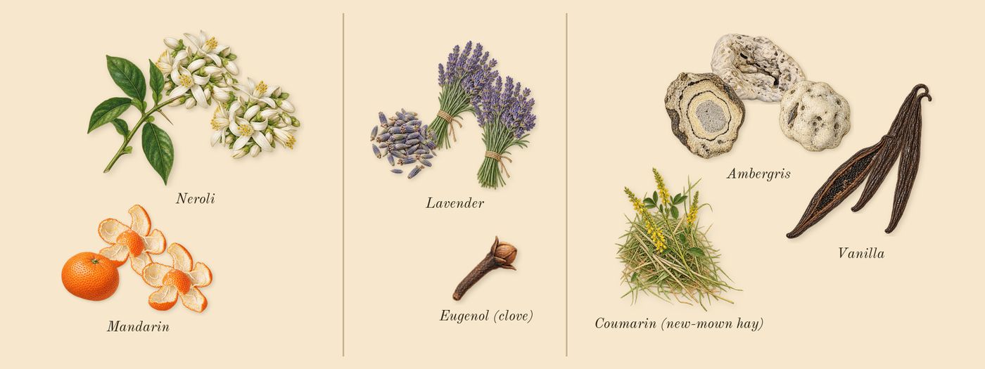 Leonie’s scent picture, a draft: mandarin, neroli, lavender, ambergris, vanilla, coumarin (new-mown hay) drawn so far; dashed outlines where nothing is drawn yet