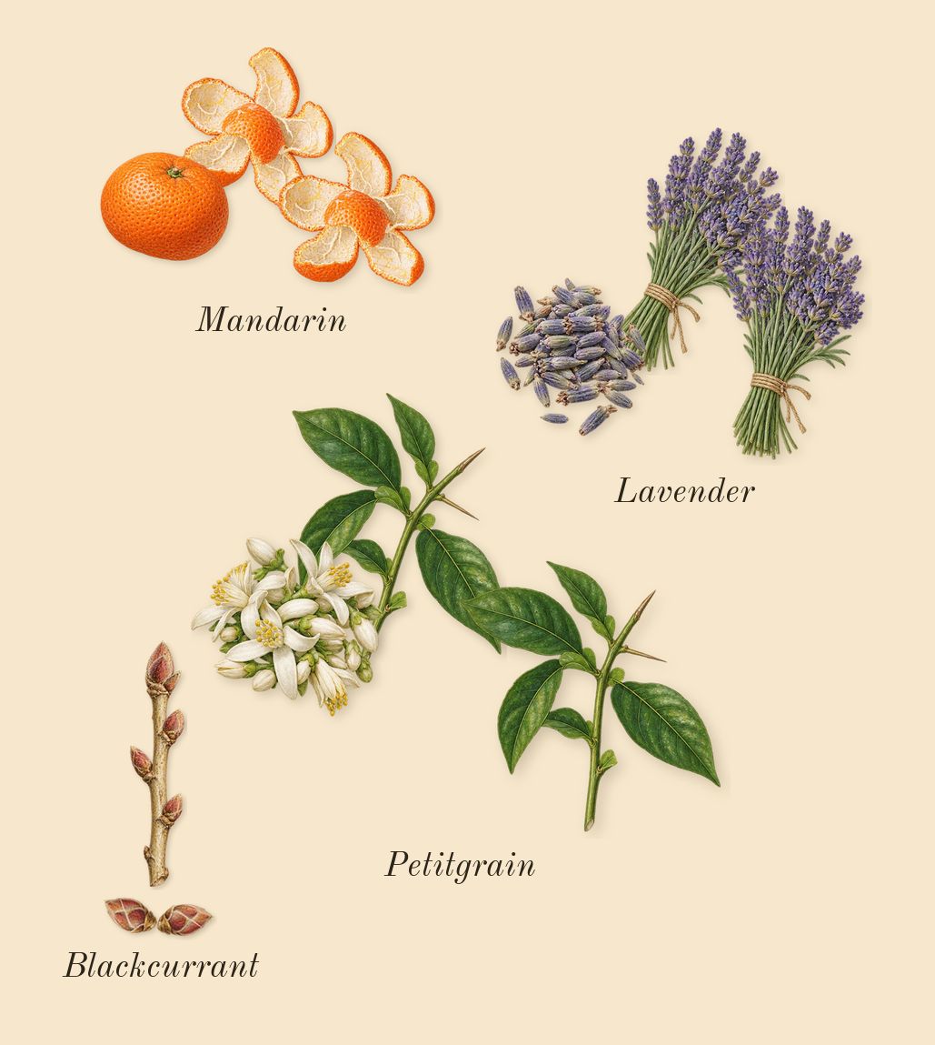 Leonie Intense, top notes: Lavender, Blackcurrant, Petitgrain, Mandarin