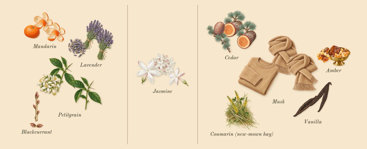 Leonie Intense’s scent picture, a draft: lavender, blackcurrant, petitgrain, mandarin, jasmine, vanilla drawn so far; dashed outlines where nothing is drawn yet