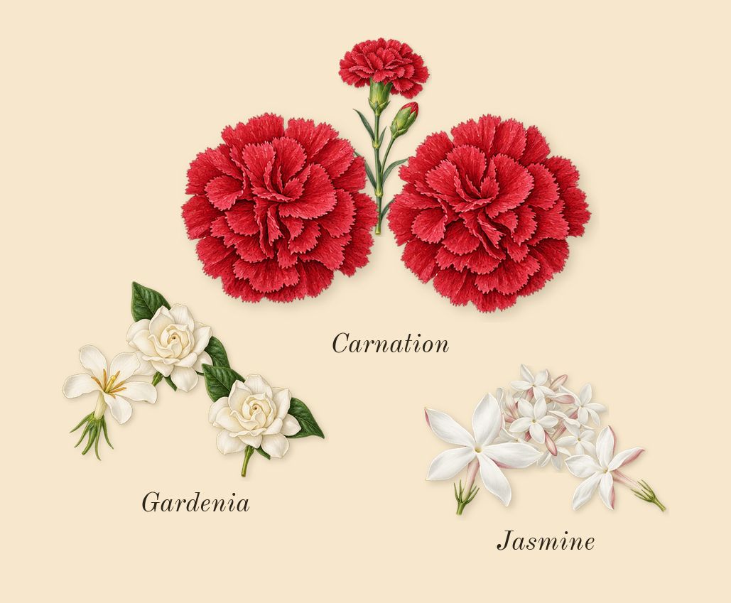 Luxe Nightlife, top notes: Gardenia, Carnation, Jasmine, Thyme