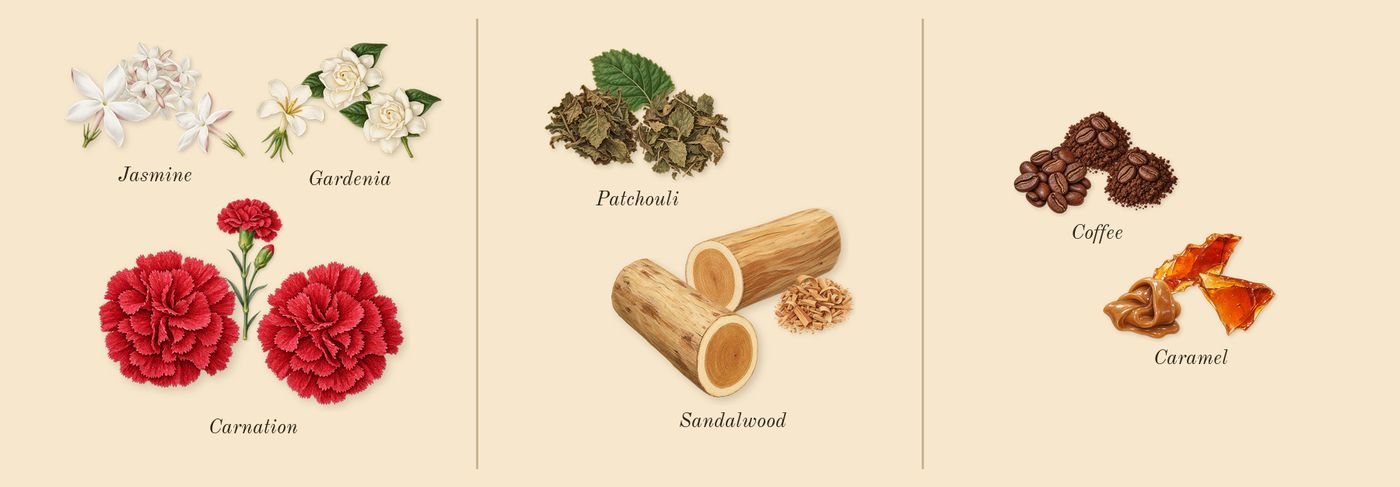 Luxe Nightlife’s scent picture, a draft: gardenia, carnation, jasmine, patchouli, sandalwood, caramel drawn so far; dashed outlines where nothing is drawn yet