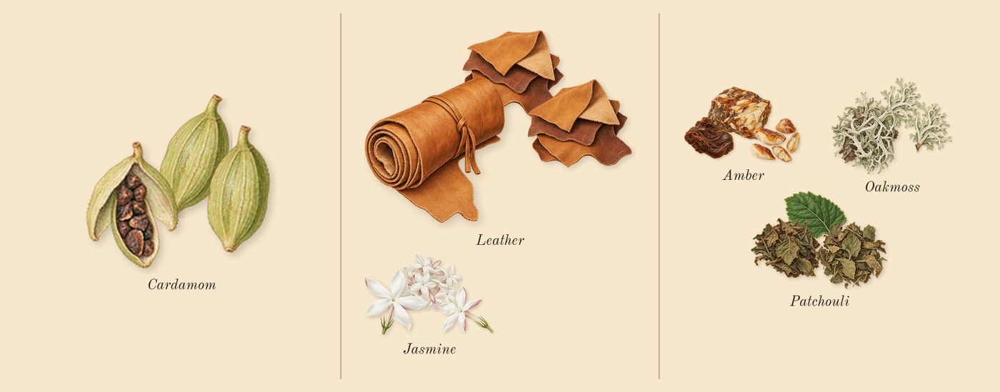 Opulence Leather’s scent picture, a draft: cardamom, leather glove, jasmine, oakmoss, patchouli drawn so far; dashed outlines where nothing is drawn yet