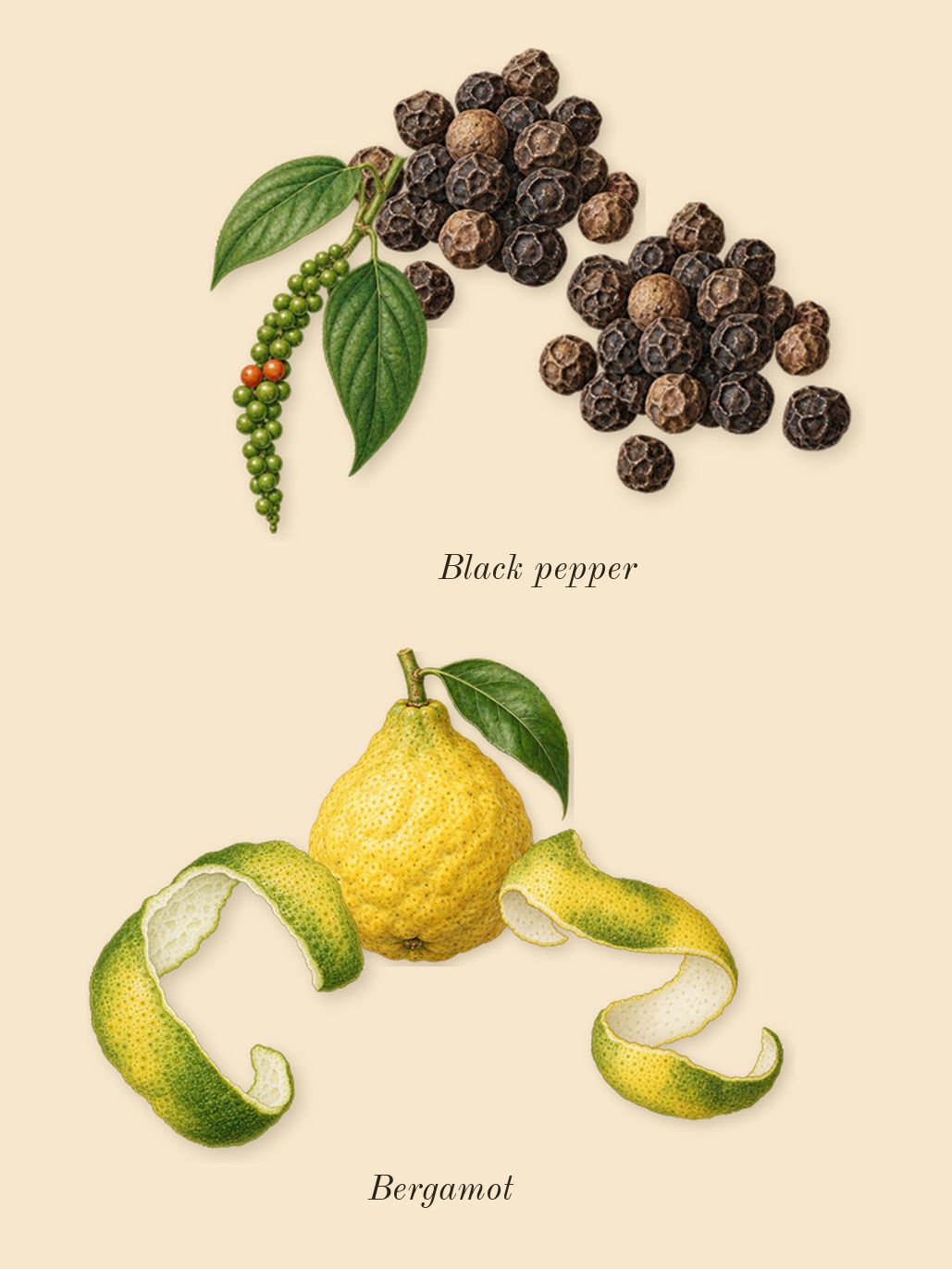 Salvo, top notes: Bergamot, Black pepper, Anise