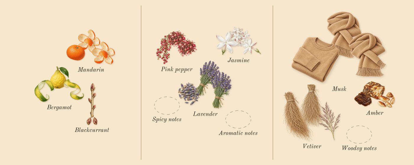 Sceptre Malachite’s scent picture, a draft: mandarin, bergamot, blackcurrant, lavender, pink pepper, jasmine drawn so far; dashed outlines where nothing is drawn yet