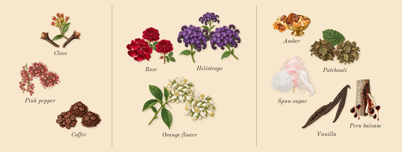 Smoked Oud & Vanilla’s scent picture, a draft: pink pepper, clove, coffee, rose, orange flower, heliotrope drawn so far; dashed outlines where nothing is drawn yet