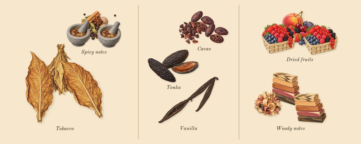 Tobacco Touch’s scent picture, a draft: tobacco, spicy notes, vanilla, cacao, tonka, dried fruits drawn so far; dashed outlines where nothing is drawn yet