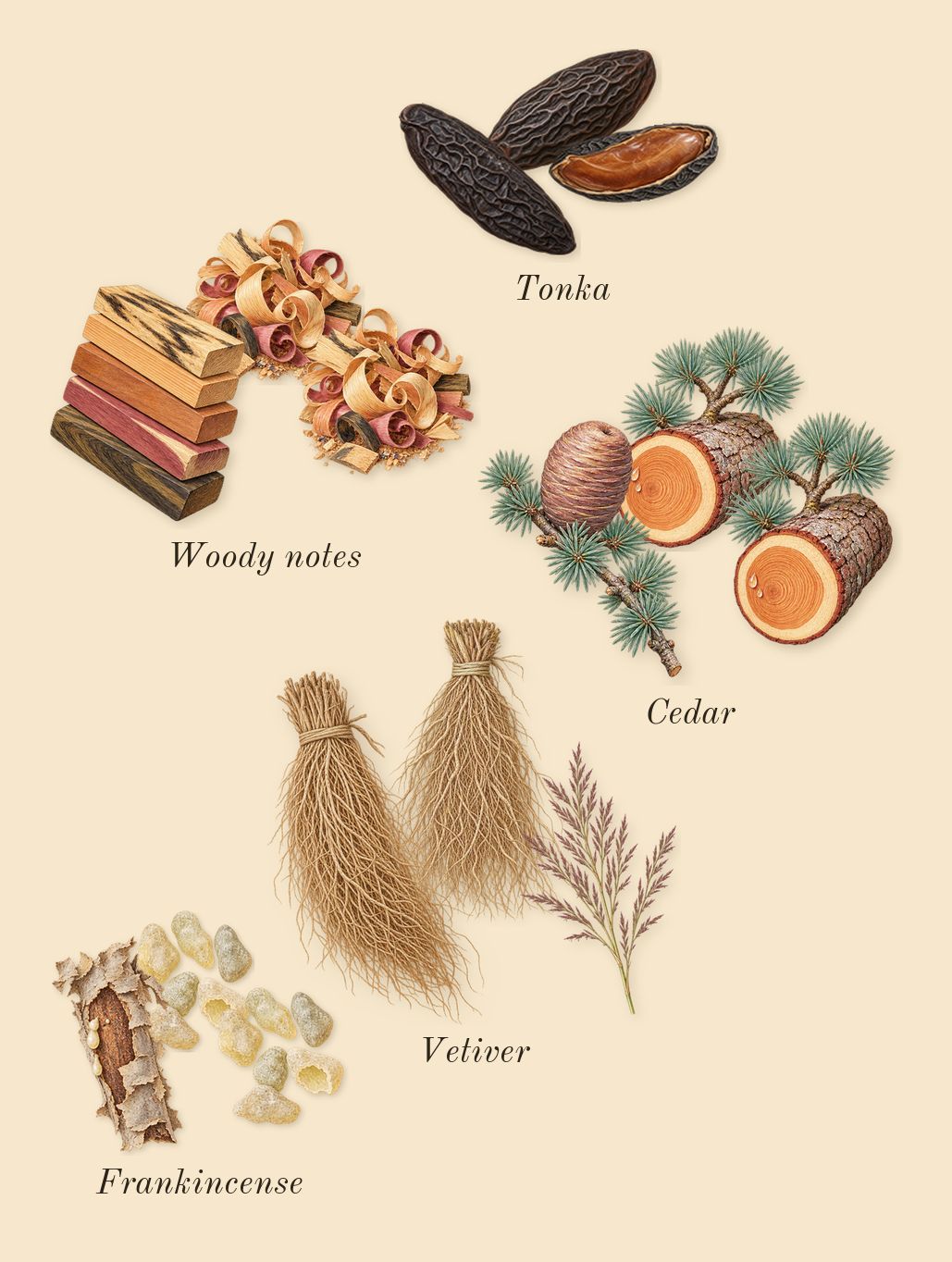 Yeah, dry-down: Tonka, Woody notes, Cedar, Vetiver, Frankincense