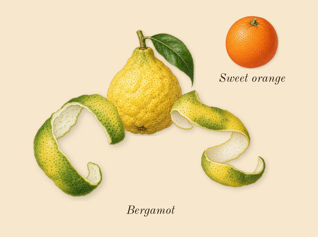 Cuir Infrarouge, top notes: Bergamot, Sweet orange