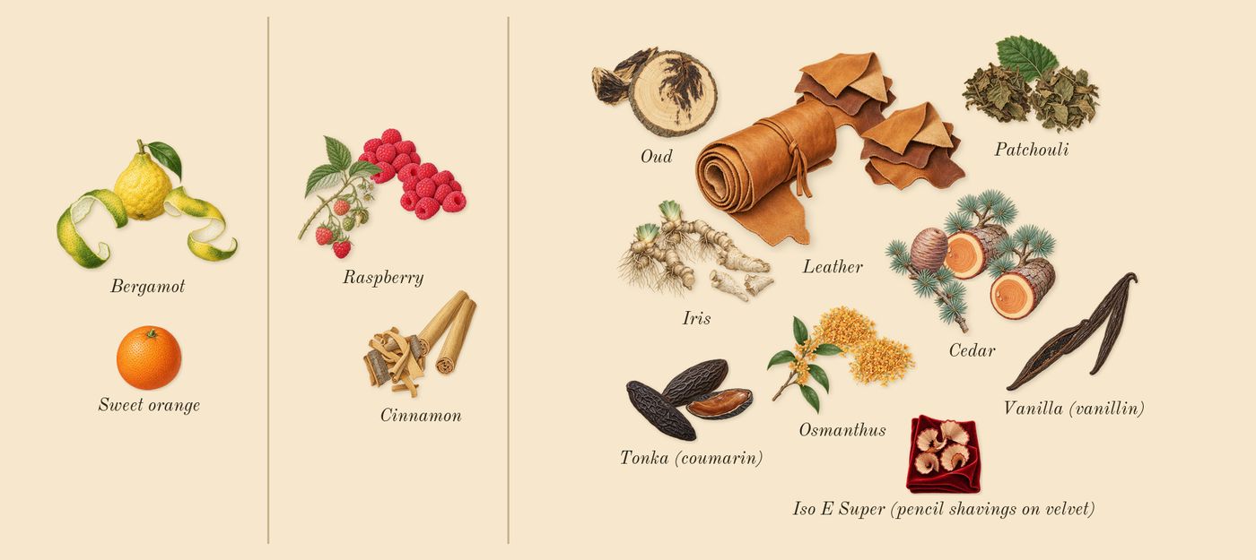 Cuir Infrarouge’s scent picture, a draft: bergamot, cinnamon, raspberry, cedar, iris, osmanthus drawn so far; dashed outlines where nothing is drawn yet