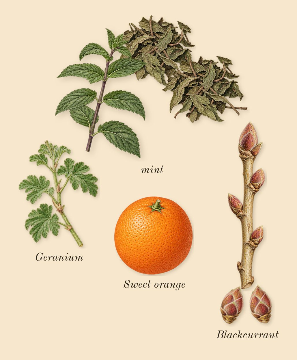 Hibiscus Mahajád, top notes: mint, Blackcurrant, Geranium, Sweet orange