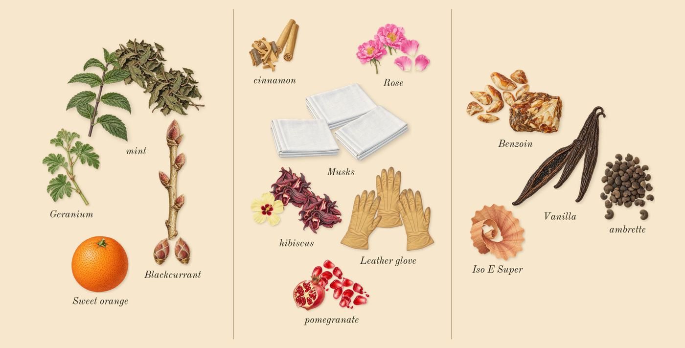 Hibiscus Mahajád’s scent picture, a draft: rose, vanilla, leather glove, mint, blackcurrant, ambrette drawn so far; dashed outlines where nothing is drawn yet