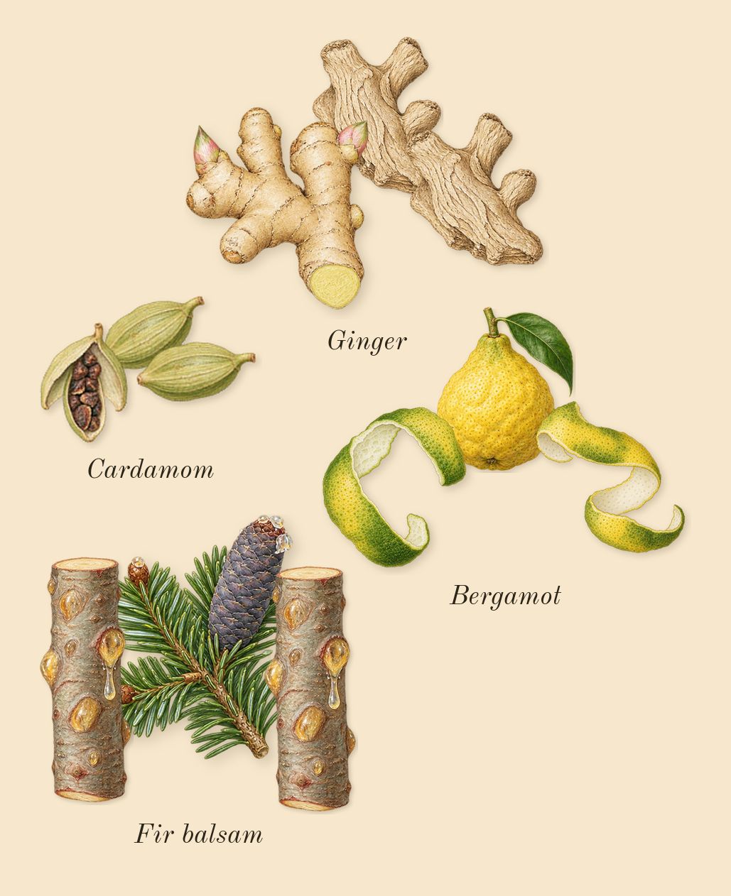 Musc Nurāsana, top notes: Bergamot, Ginger, Cardamom, Fir balsam