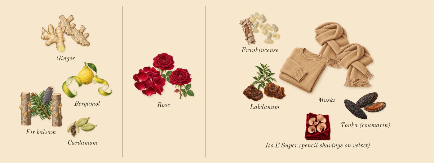 Musc Nurāsana’s scent picture, a draft: bergamot, frankincense, rose, musks, tonka (coumarin), ginger drawn so far; dashed outlines where nothing is drawn yet