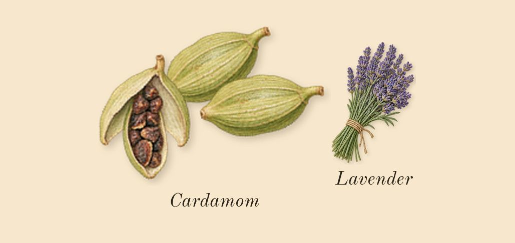Oud Cadenza, top notes: Cardamom, Lavender