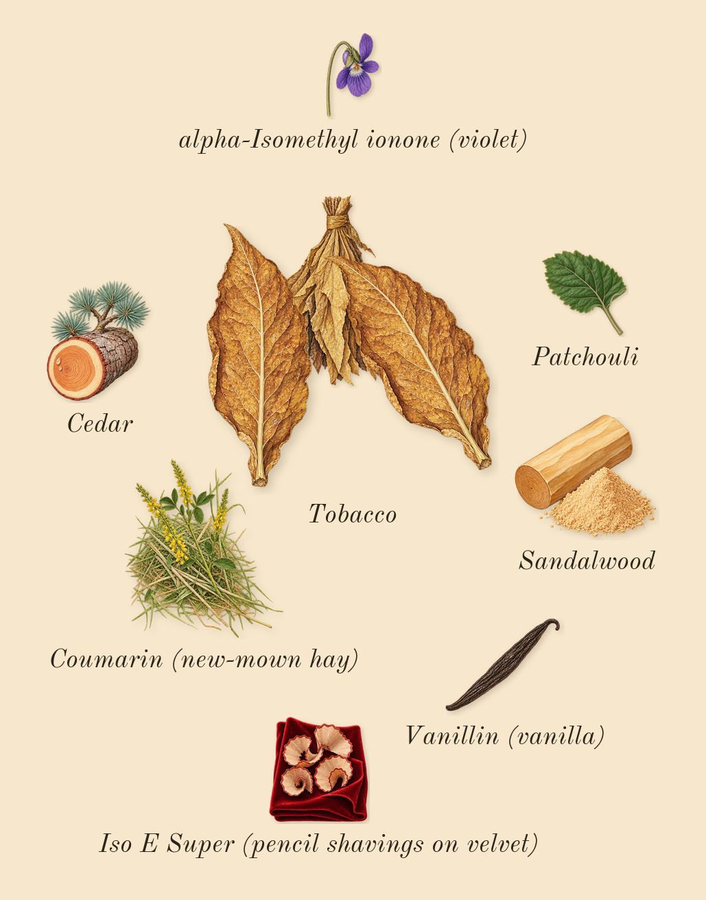 Tobacco Carnaval, dry-down: Tobacco, Patchouli, Cedar, Sandalwood, Iso E Super (pencil shavings on velvet), Coumarin (new-mown hay), Vanillin (vanilla), alpha-Isomethyl ionone (violet)
