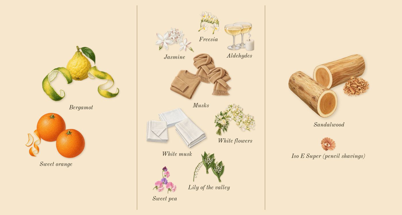 724’s scent picture, a draft: sandalwood, aldehydes, bergamot, white flowers, jasmine, musks drawn so far; dashed outlines where nothing is drawn yet