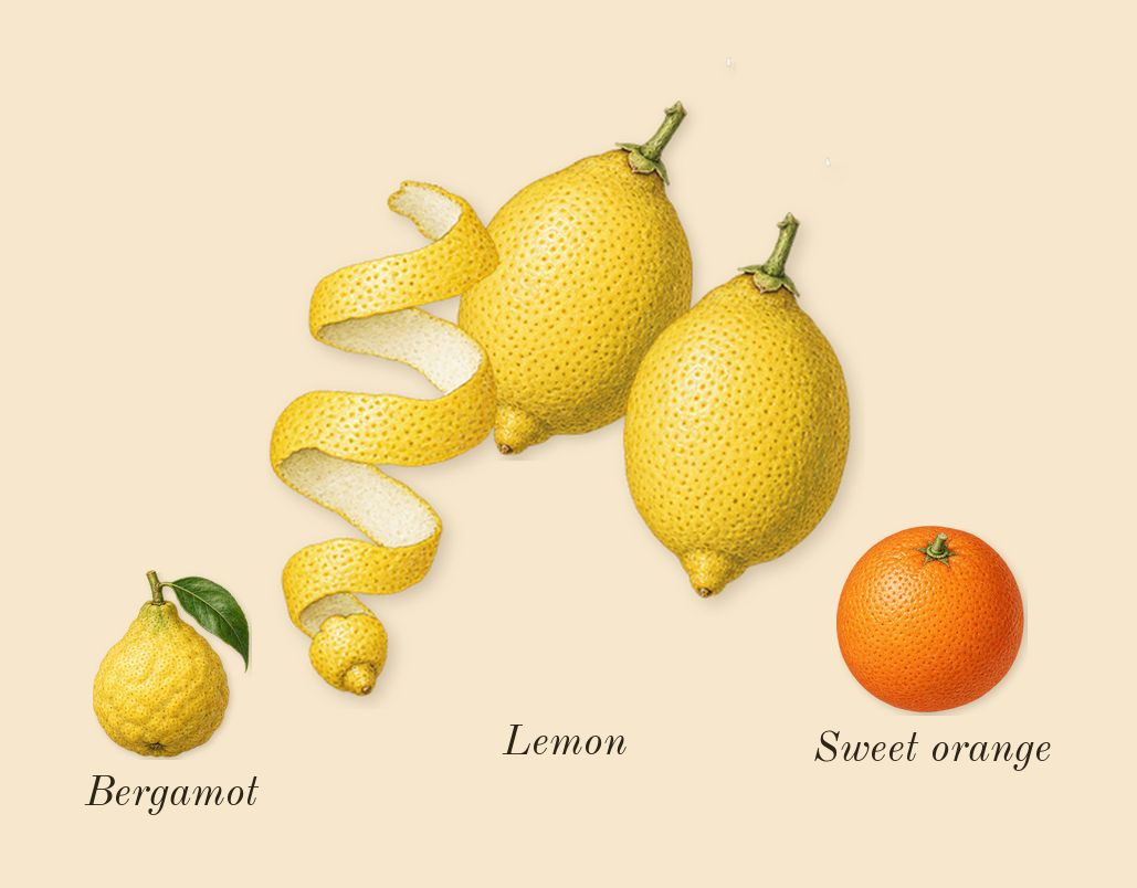 Amyris Femme, top notes: Lemon, Bergamot, Sweet orange