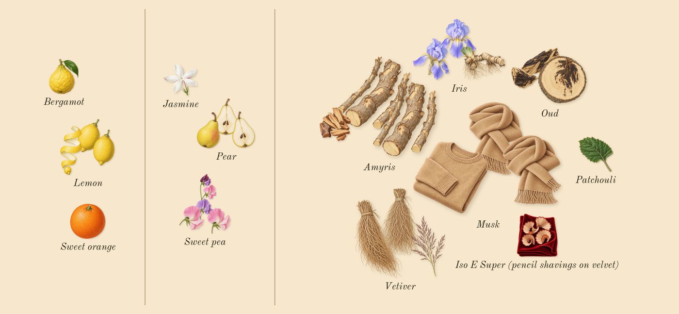 Amyris Femme’s scent picture, a draft: pear, sweet pea, amyris, lemon, iris, musk drawn so far; dashed outlines where nothing is drawn yet