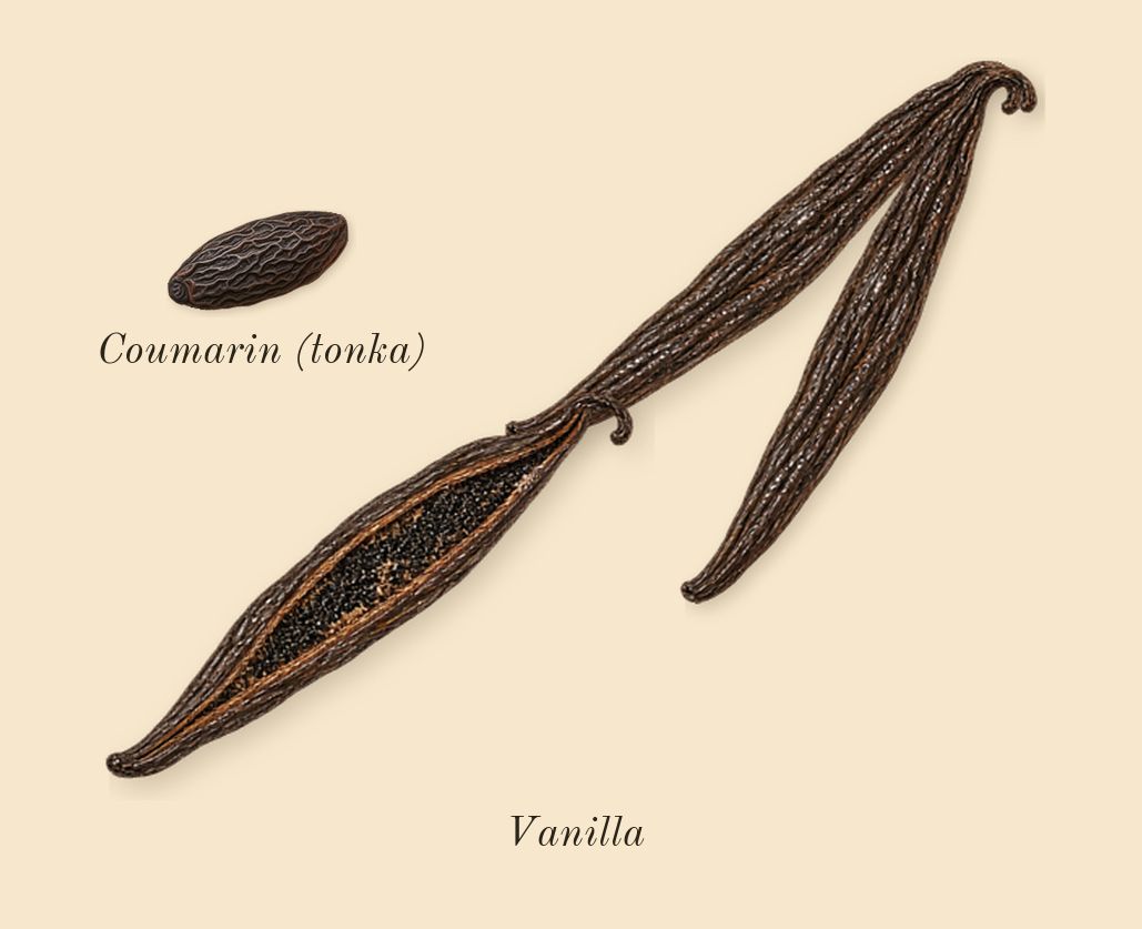 APOM, dry-down: Vanilla, Coumarin (tonka)