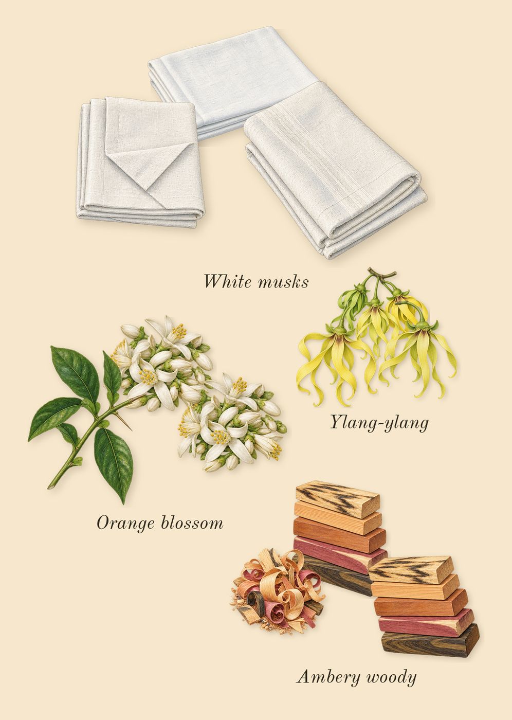 APOM, heart: Orange blossom, Ambery woody, Ylang-ylang, White musks