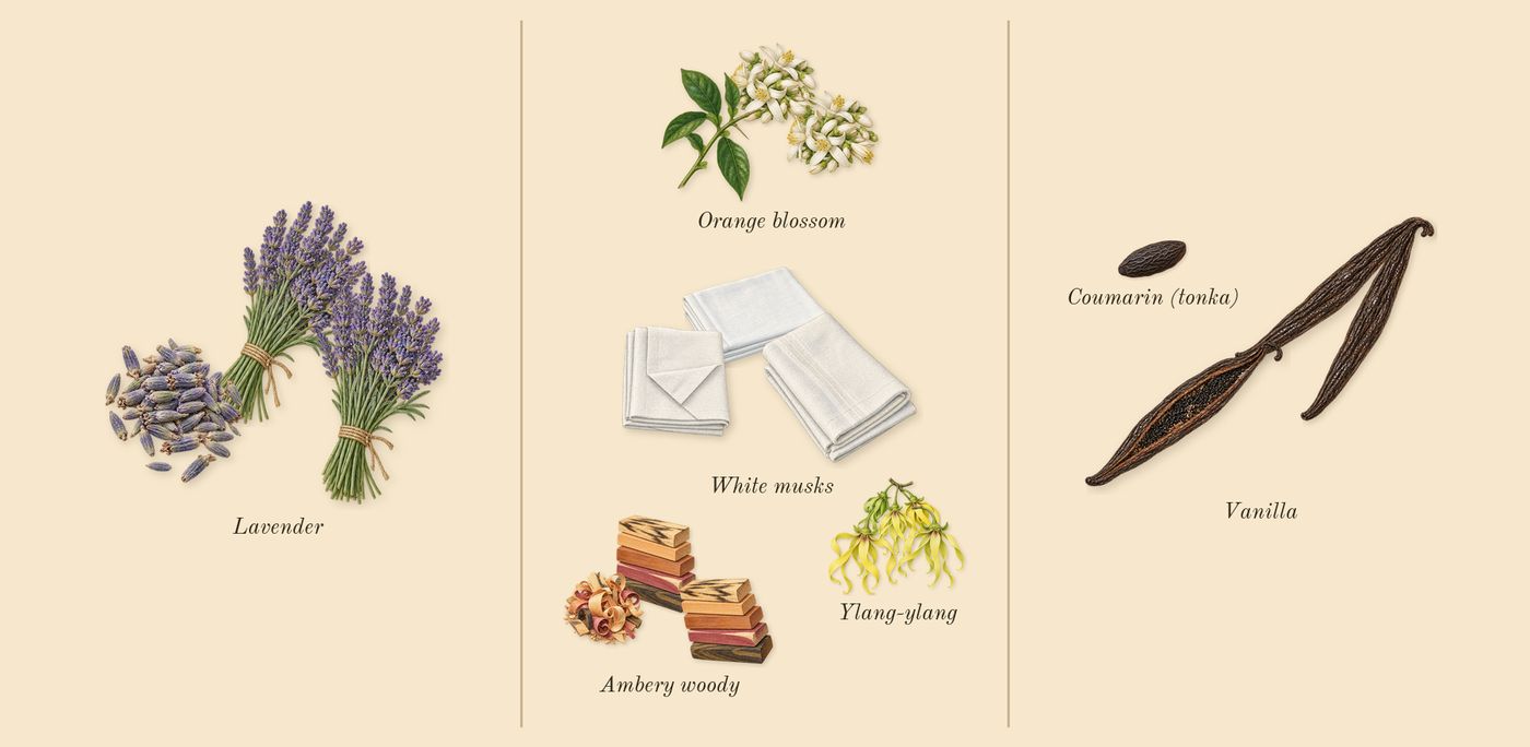 APOM’s scent picture, a draft: orange blossom, lavender, ambery woody, ylang-ylang, vanilla, white musks drawn so far; dashed outlines where nothing is drawn yet
