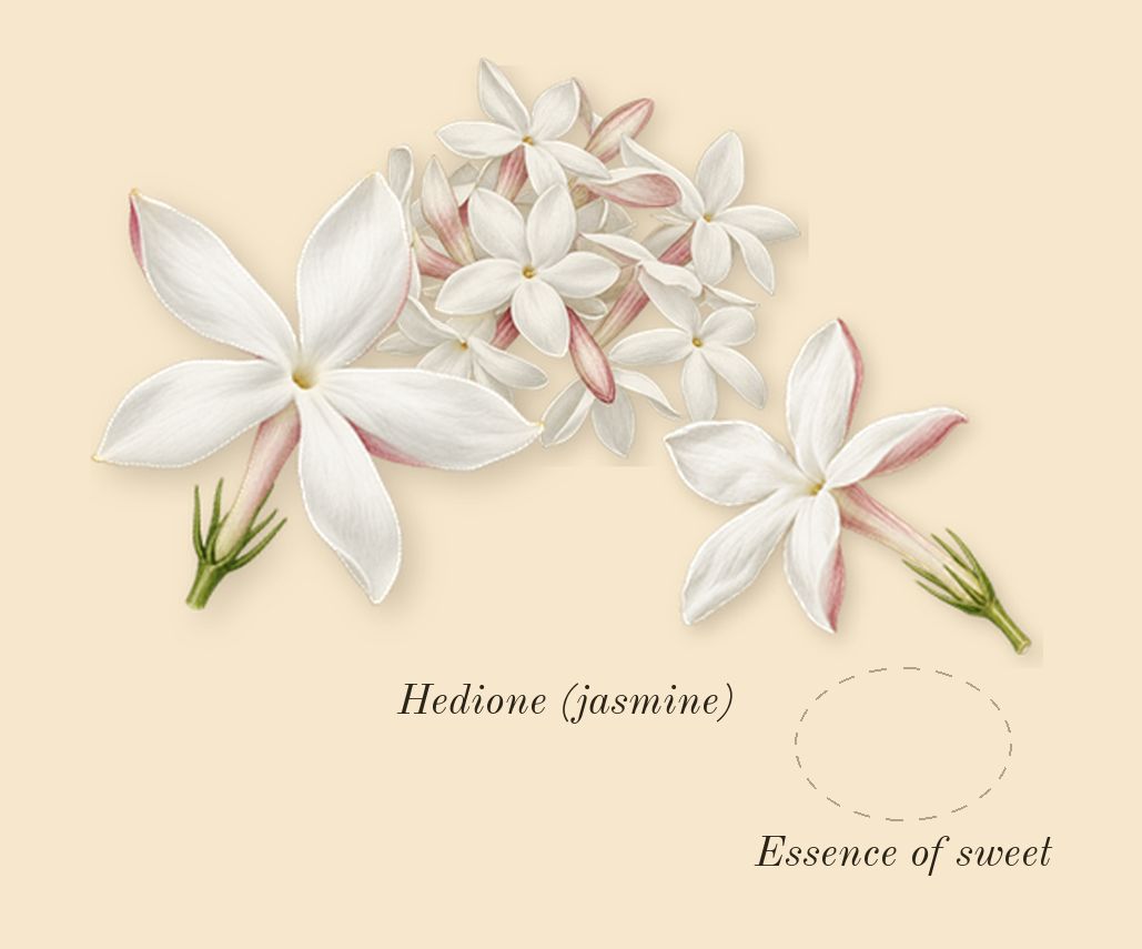 Aqua Media Cologne Forte, heart: Essence of sweet, Hedione (jasmine)