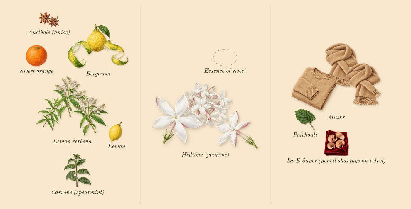 Aqua Media Cologne Forte’s scent picture, a draft: lemon verbena, bergamot, musks, hedione (jasmine), lemon, sweet orange drawn so far; dashed outlines where nothing is drawn yet