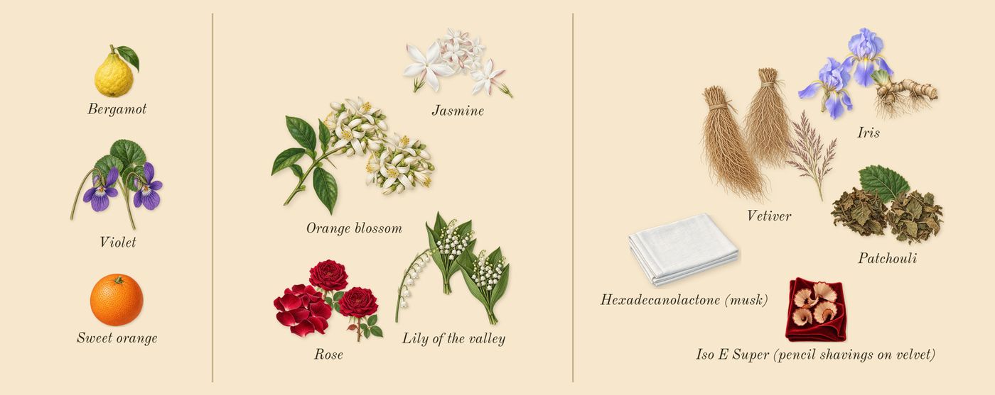 Féminin Pluriel’s scent picture, a draft: jasmine, patchouli, vetiver, rose, violet, orange blossom drawn so far; dashed outlines where nothing is drawn yet