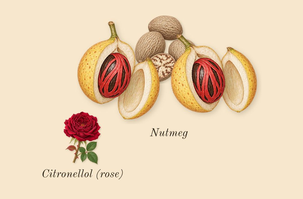 Gentle Fluidity Gold, heart: Nutmeg, Citronellol (rose)