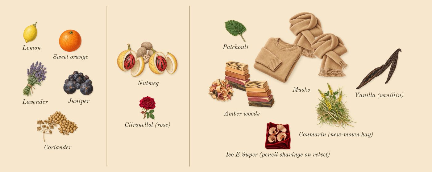 Gentle Fluidity Silver’s scent picture, a draft: nutmeg, vanilla (vanillin), juniper, amber woods, coriander, musks drawn so far; dashed outlines where nothing is drawn yet