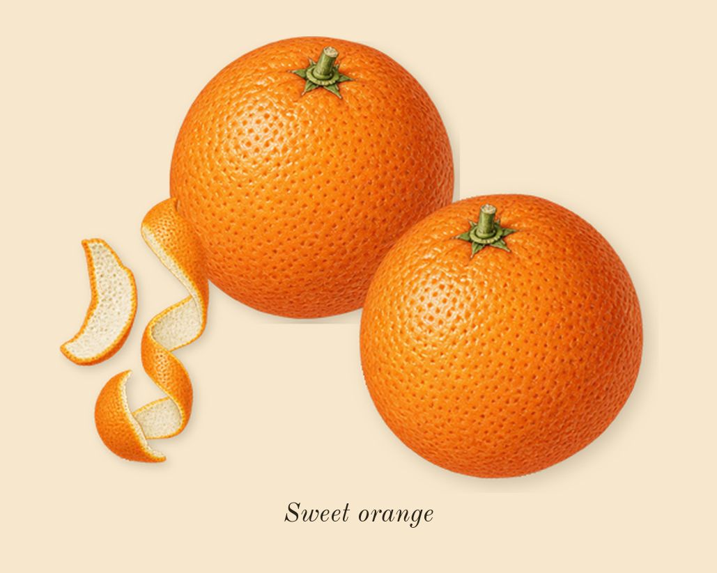 Kurky, top notes: Sweet orange