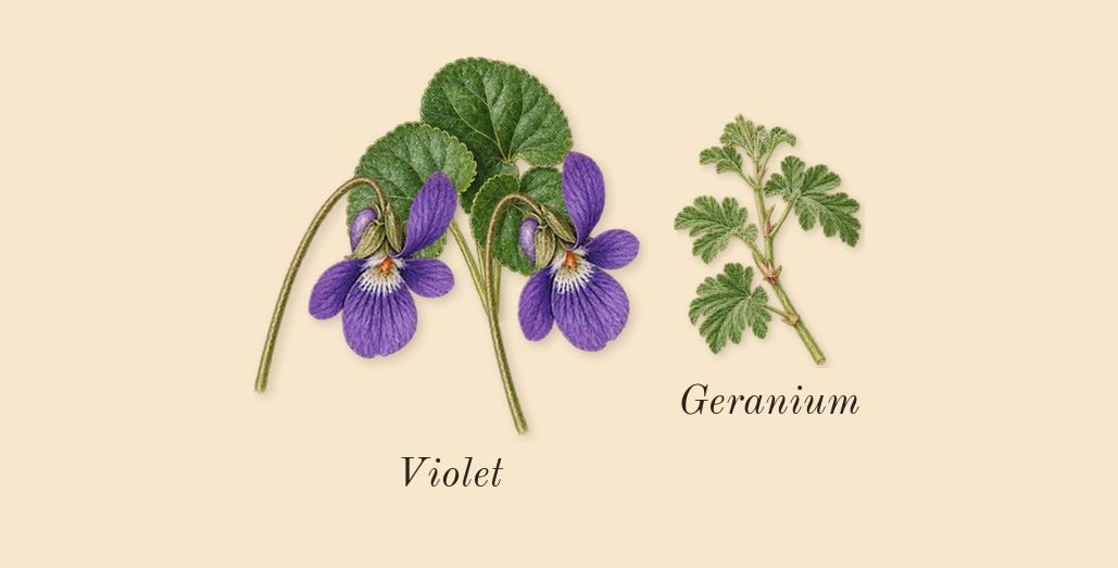 Oud Satin Mood, top notes: Violet, Geranium