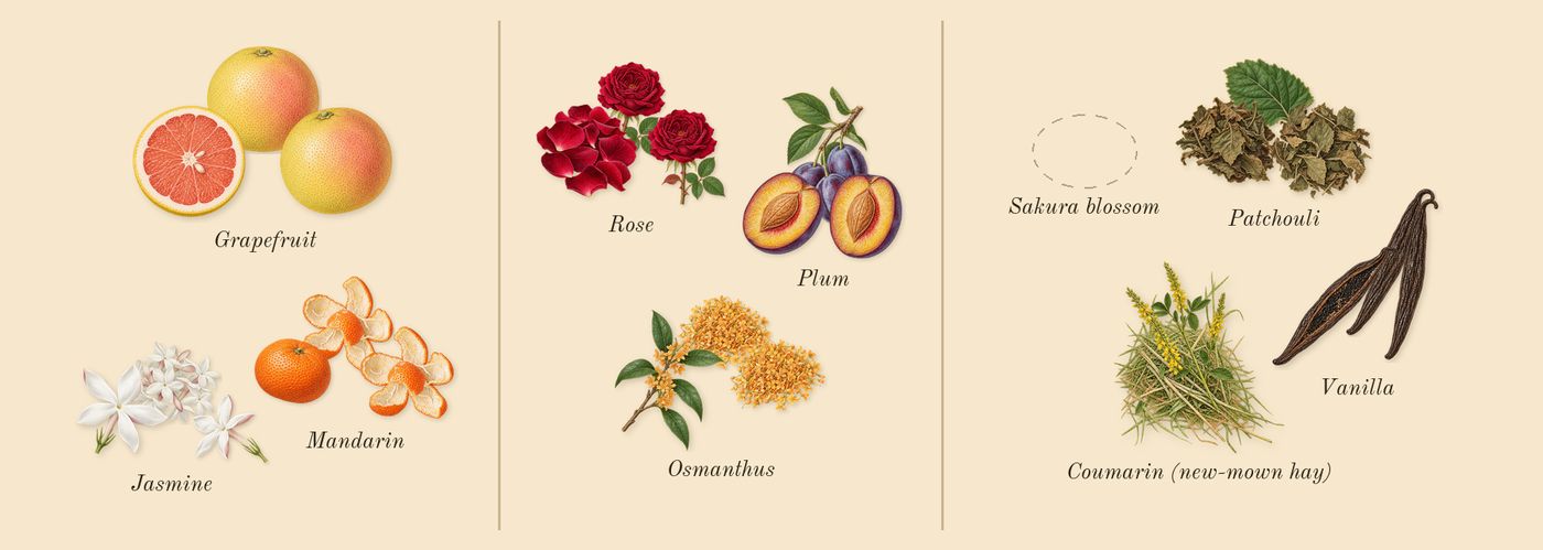 No.14 Icila’s scent picture, a draft: grapefruit, mandarin, jasmine, rose, plum, osmanthus drawn so far; dashed outlines where nothing is drawn yet