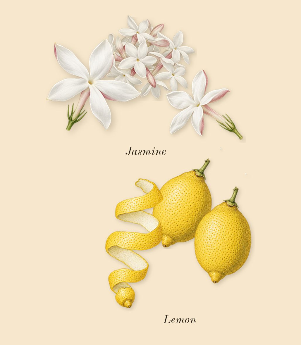 No.15 Vanille Infinie, top notes: Lemon, Jasmine
