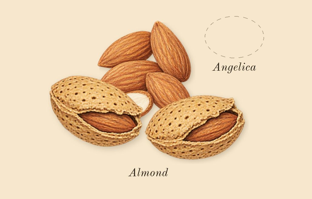 Replica Afternoon Delight, top notes: Almond, Angelica