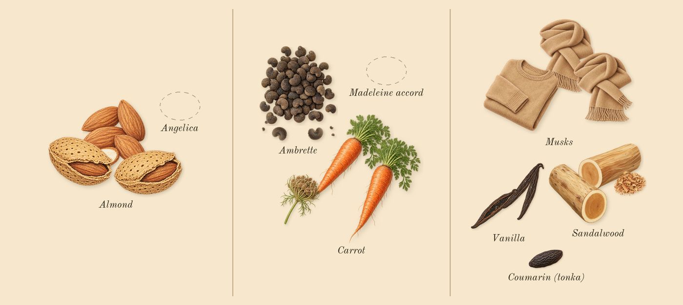 Replica Afternoon Delight’s scent picture, a draft: almond, carrot, ambrette, sandalwood, vanilla, musks drawn so far; dashed outlines where nothing is drawn yet