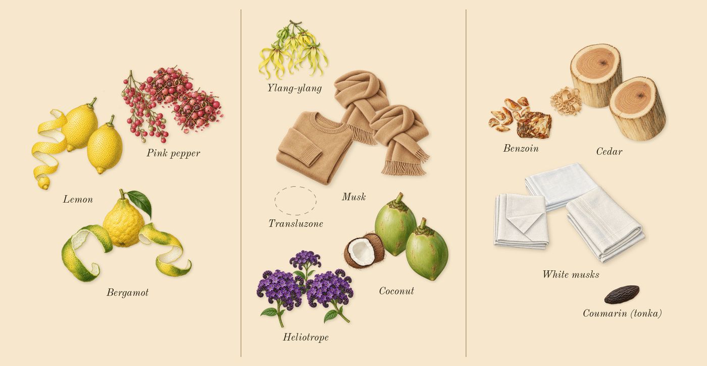 Replica Beach Walk’s scent picture, a draft: bergamot, pink pepper, lemon, ylang-ylang, heliotrope, coconut drawn so far; dashed outlines where nothing is drawn yet